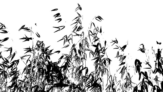 Foto en blanco y negro con fondo trasparente de avena silvestre.