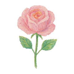 Obraz premium PNG Delicate pastel rose illustration
