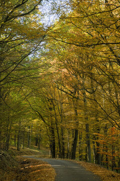 Autumn colorful forest road in the Pilis Mountains, Hungary