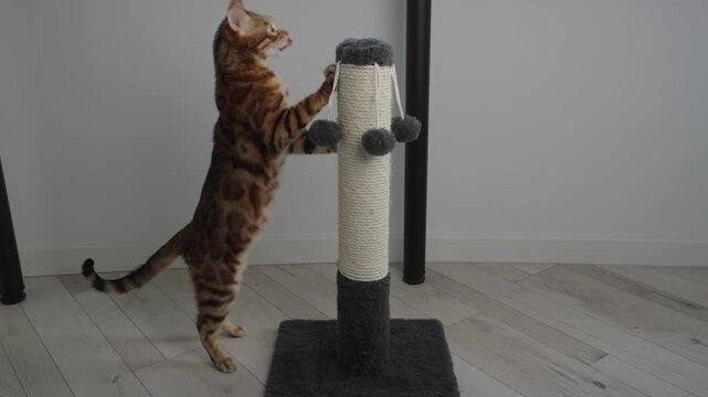 A domestic cat is scratching a scratching post at home. The scene shows natural feline behavior as the cat sharpens its claws, plays, and marks territory in a comfortable indoor environment.