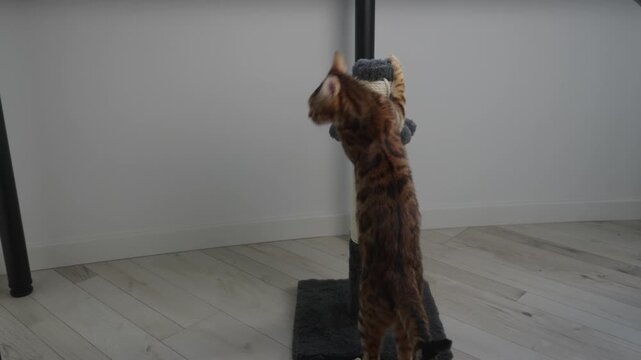 A domestic cat is scratching a scratching post at home. The scene shows natural feline behavior as the cat sharpens its claws, plays, and marks territory in a comfortable indoor environment.
