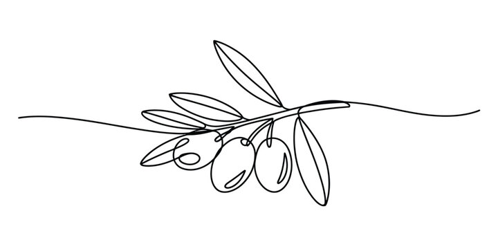 Continuous single line drawing of an olive branch with leaves and ripe fruit Vector, illustration
