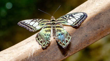 butterfly on a tree © lazalnik