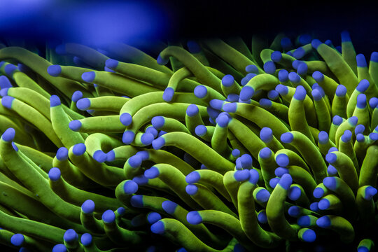 Holy Grail Torch Coral in Saltwater Reef Tank &ndash; Euphyllia Glabrescens with Neon Green and Gold Tentacles with Blue Tips in Fish Tank Aquarium