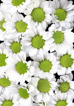 White daisy chrysanthemum flowers in closeup