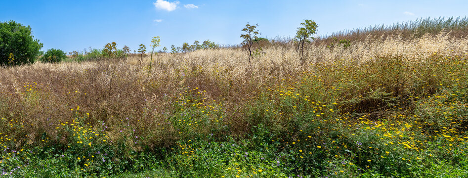  Vegetation at the Greek Orthodox pilgrimage site of the Monastery of St. Barnabas near Salamis in spring on Cyprus