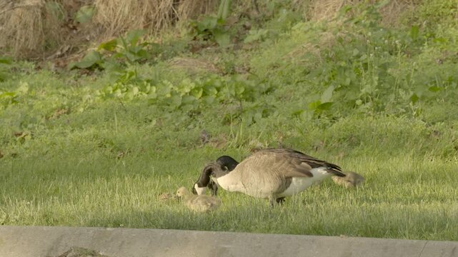 Canadian family eating leafy greens outdoors in a public park in the grass along a concrete curb of a parking lot Canada goose and gosling