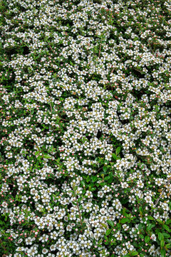 flowerbed of small white flowers. Spring background. Top view.