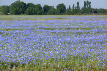 Obraz premium Vast blooming blue flax field with green trees on the horizon.