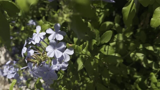 Plumbago auriculata sways in the wind under warm sunlight. A scene of Mediterranean flora in Israel, capturing the delicate blue flowering shrub moving gently in a coastal breeze and glowing in natura