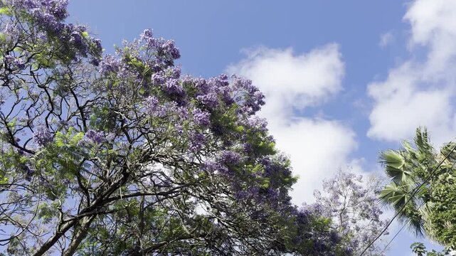 Top-down view of a jacaranda tree against a clear blue sky. The perspective highlights the delicate purple blossoms and airy canopy, creating a vivid contrast between foliage and sky.