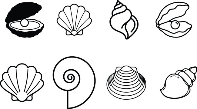 black and white illustration of various seashells and mollusks