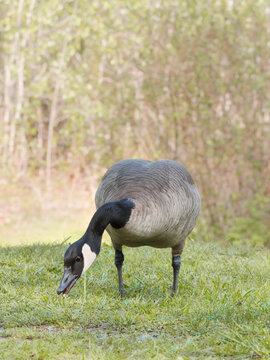 Canadian Goose at Cheam Lake Wetlands Regional Park during a spring season in Rosedale, Fraser Valley, British Columbia, Canada