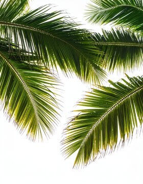Lush palm fronds against white