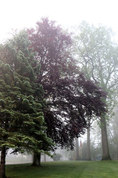 Landscape photograph of mature green trees and a dark copper beech tree standing on a lush lawn completely enveloped in thick heavy morning fog