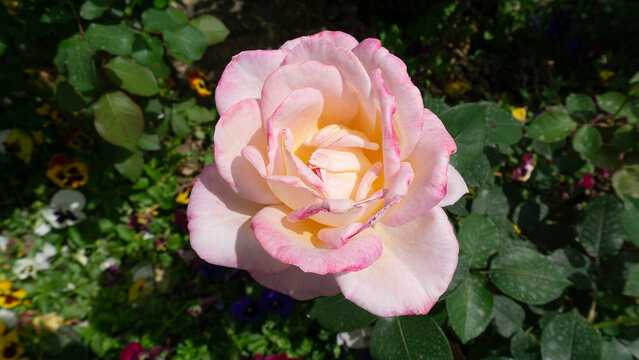 The Beauty pink Rose