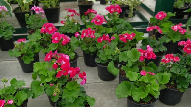 Closeup pink pelargonium flowers greenhouse, potted plants, lush green soft leaves, ideal for broll intro. Decorative Bright blossoms in greenhouse setting. Vivid pelargoniums. Beautiful Nature video