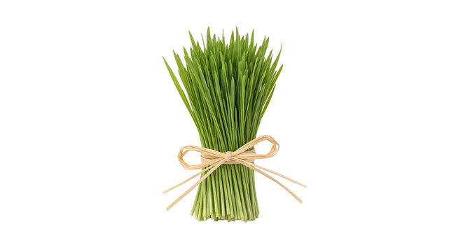 Fresh green wheatgrass bundle tied with a natural raffia bow on a white background
