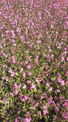 Fototapeta premium Pink Floral Pattern: Dense Field of Blooming Red Campion Flowers