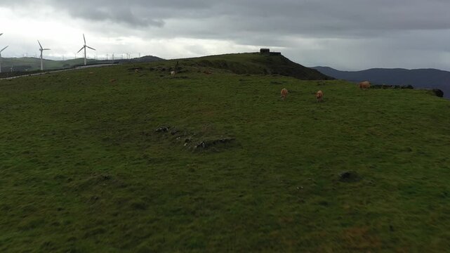Aerial view of cows grazing on the green cliffs of Garita de Herbeira with wind turbines under a cloudy sky in Meizoso, A Coruna, Spain.