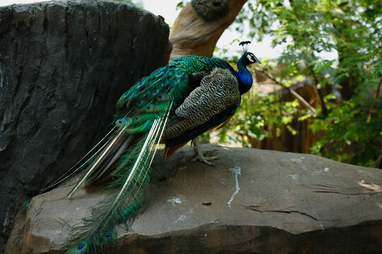 Majestic Peacock with Colorful Plumage Perched on Stone in Natural Park Setting