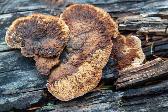 Brown shelf fungus growing on decaying wood in a forest setting