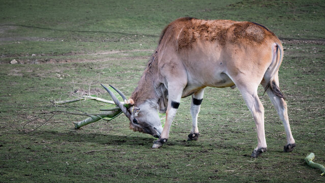 Common Eland Lifting a Tree Branch with its Horns