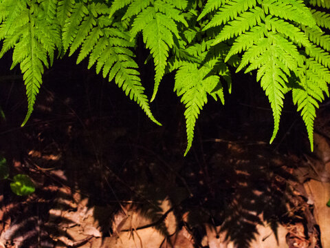 striking green ferns against dirt in unicoi state park, georgia