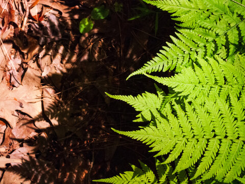 striking green ferns against dirt in unicoi state park, georgia