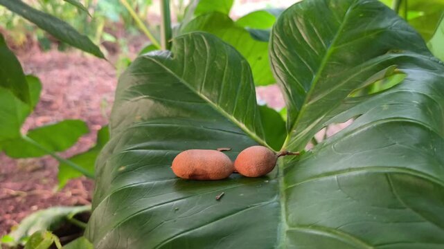 Naturally fallen brown tamarind pod resting on a large green taro leaf.