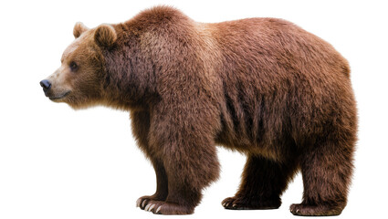 Fototapeta premium Brown bear standing profile view, isolated on transparent background
