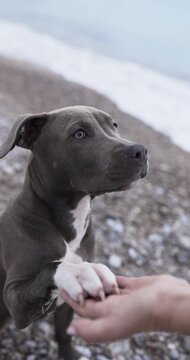 A Staffordshire Terrier looks forward beside human hand on rocky beach. Emotional expression and soft background create cinematic mood.