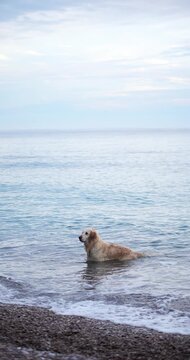 A Golden Retriever rests near sea water on rocky beach. Soft waves and natural scenery create calm outdoor atmosphere.