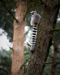 Fototapeta premium Ring-tailed Lemur Climbing a Tree