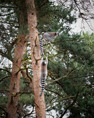 Fototapeta premium Two Ring-tailed Lemur's Climbing a Tree