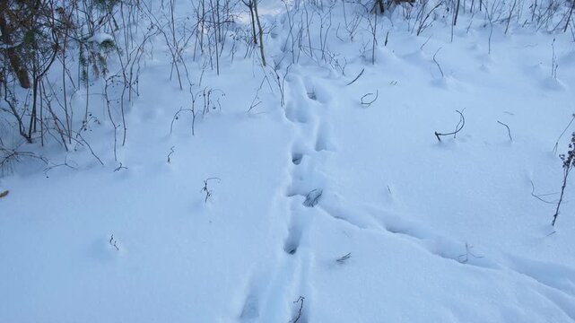 Traces of fox, little beast in the snow. Fox footprints in the deep snow. Follow the trail of wild animals in winter season. Animal tracking, snow print identification. Identifying. Identify