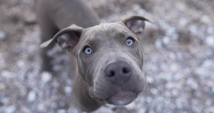 A bull type dog looks directly at camera outdoors near rocky beach. Focused eyes and soft background create emotional cinematic mood.