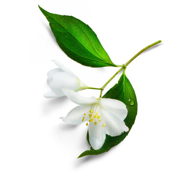 Fresh green organic  jasmine flower isolated on white background. Transparent background and natural transparent shadow; Ingredient, spice for cooking. collection for design