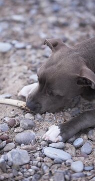 A bull type dog paws rest on rocky beach ground outdoors. Closeup detail and natural texture create cinematic mood.