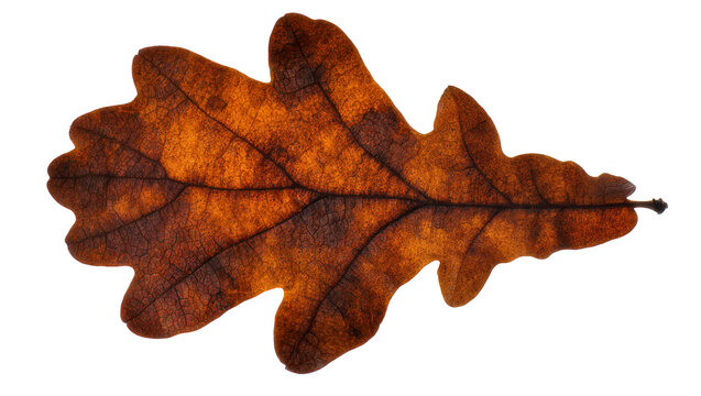 Brown oak leaf with intricate veins, isolated on transparent background