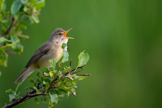 Common chiffchaff singing on a branch