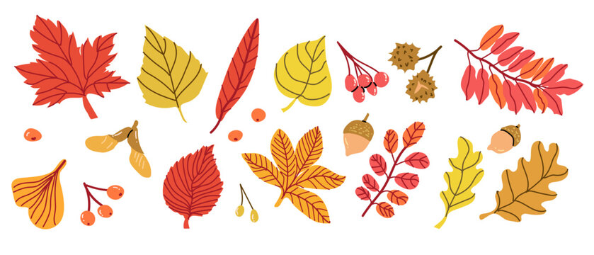 Set of fall leaves and berries. Cartoon autumn berries, leaves, seeds and pods. Vector illustration of fall botanical elements, red maple, birch, oak, linden and rowan berry leaf set.