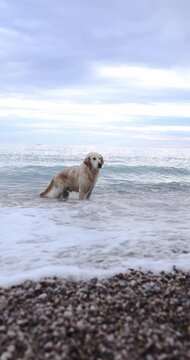A Golden Retriever stands on rocky shoreline near sea water. Wide coastal scenery creates peaceful cinematic atmosphere.