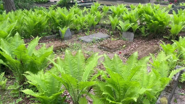 Old overgrown grave site surrounded by ferns in Latvian cemetery
