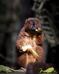 Fototapeta premium Red Bellied Lemur Lemur Feeding Close up