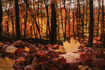Autumn Leaf © Adrian