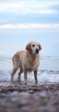 A Golden Retriever stands near calm sea water on rocky beach. Coastal scenery and relaxed posture create peaceful atmosphere.