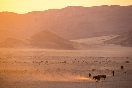 A herd of desert horses kicking up dust while trekking along the barren plains at Aus in Namibia at Dawn