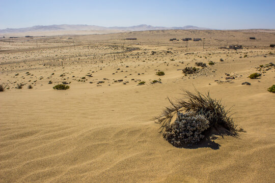 A few resilient scrubs growing in the baren plains of the Southern Namib desert.