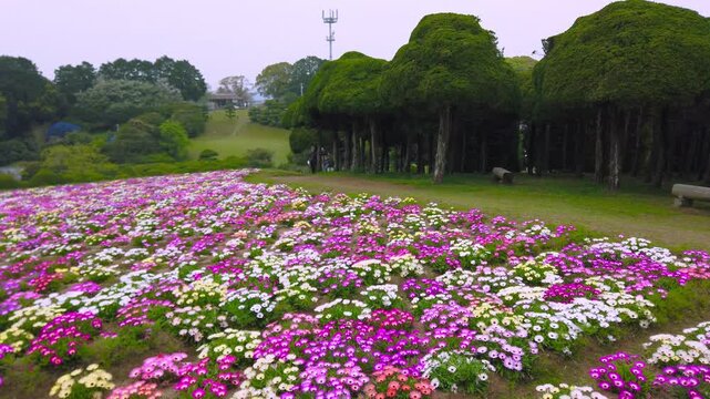 Vibrant field of blooming Livingstone Daisy flowers during spring season in Nokonoshima Island Park, Japan. A wide scenic field is covered with colorful pink and white blossoms in April.